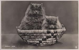 Newly Wed Cats Vintage Real Photo Cat Marriage Postcard