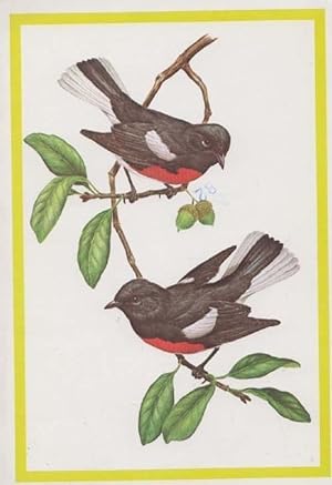 Painted Redstart Artist Cartoon Drawing Painting Rare Bird Postcard