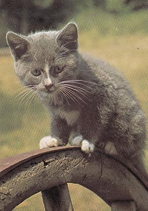 Pipkin Cheshire Rectory Cat Postcard