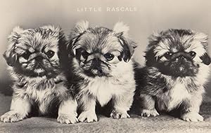 Little Rascals 3x Dogs Real Photo Dog Beautiful Old Postcard