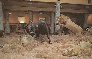 Lourenco French Lion Attacking Bull Marques Model Waxwork Exhibit 1970s Postcard