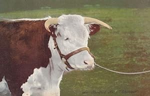 Hereford Head Shotover Cow Vintage Postcard
