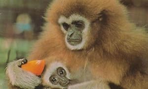 Lar Gibbon And Baby at London Zoo 1970s Postcard