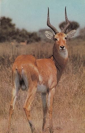 Uganda Kob Deer African Wild Animal Postcard