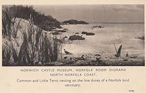 Little Terns Nesting At Norfolk Bird Sanctuary Antique Postcard