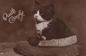 Quite Comfy Cat In Slipper Shoe Antique Real Photo Postcard