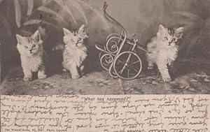 What Has Happened Crash Transport Cat Antique Postcard