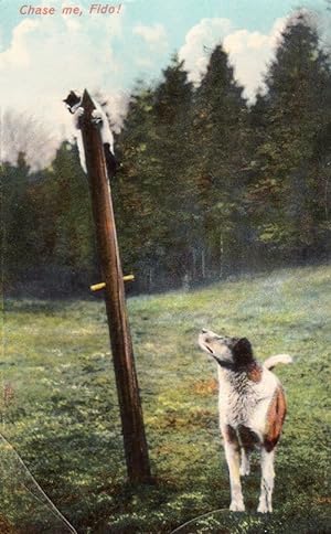 Cat Being Chased By Dog Up Telegraph Phone Pole Antique Comic Humour Postcard