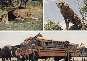 African Lion Safari Giraffe Scary Coach Surrounded Cambridge Ontario Postcard