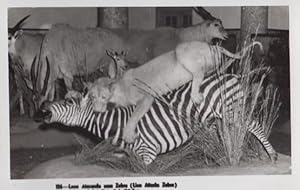 Lion Eating Zebra Bad Taste Animal Disaster Real Photo RPC Postcard