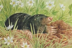 Mole Feeding On Earthworm & Slug Postcard