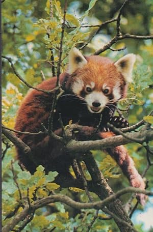 Red Panda at London Zoo 1970s Postcard