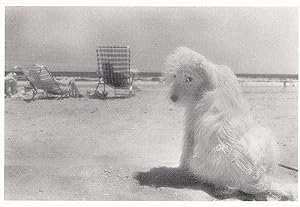 Posh Poodle Dog at Rockaway Beach New York Postcard