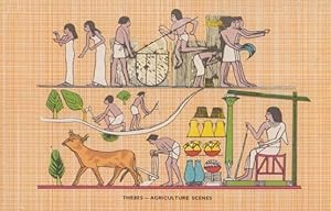 Thebes Agriculture Scenes Mural Antique Egyptian Postcard