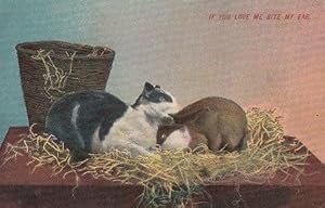 Cat & Rabbit Ear Biting Love Bite Comic Antique Postcard