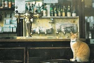 Cat Sitting On Lounge Saloon Pub Inn Bar By Beer Barrell Tap Postcard