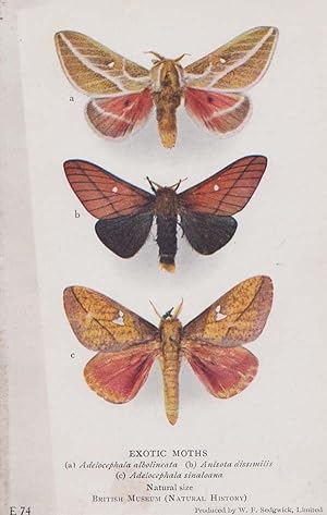Adelocephala Albolineata Sinaloana Old Antique Moth Rare London Museum Postcard