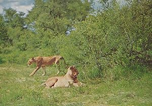 Lion & Lioness at Wankie Wildlife National Park Rhodesia Rhodesian Postcard