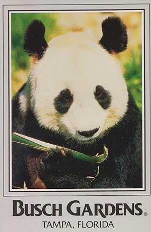 Panda Bear at Busch Gardens Tampa Florida Extinct Animal American Postcard