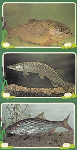 Trout Pike Roach Cambridge Freshwater Fish 3x Postcard s