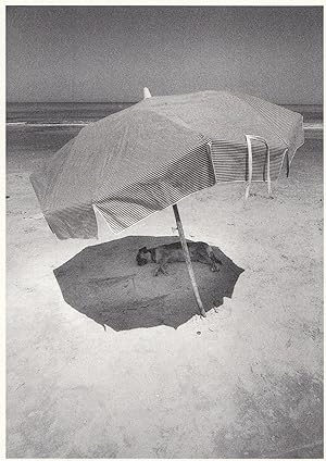 Dog Sleeping Under Parasol Umbrella in Uruguay Photo Postcard