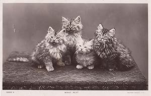 What Next Four Fluffy Cats Rotary Cat Old Cute Real Photo Postcard