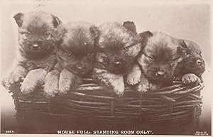 House Full Standing Room Only Real Photo Puppies Dogs Old Postcard