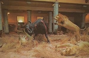 Buffalos Elephant Elephants with Buffalo Spanish Museum Exhibit 1970s Postcard