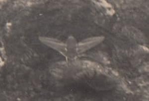 Elephant Hawk Moth Antique 1930s Photo Old Postcard