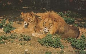 Lion Lions 1970s Colchester Essex Zoo Rare Postcard