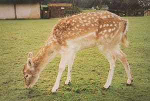 Deer Clover Stansted Essex Mountfitchet Castle Wildlife Park Zoo Rare Postcard