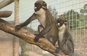 Spot Nosed Monkeys Somerset Zoo 1960s Postcard