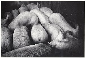 Swiss Switzerland Squashed Pigs Pig Pen Disaster Photo Postcard