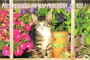 Cat My Thoughts Bring Me Closer To You Mes Pensees Me Rapprochent Postcard