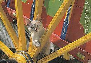 Sailor Cat Driving A Sheep Steering Wheel Portugal Cats Postcard