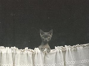 Siamese Kitten Peeping Over Curtains Postcard