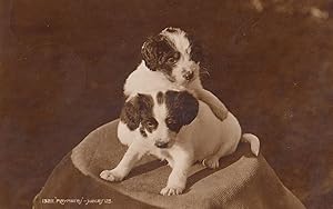 Dog Trying To Have A Piggyback Dogs Puppy Cute Old Postcard