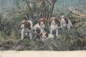One Of Us Is Missing Lost In Forest Woods Old Dogs Postcard