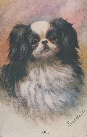 Rosa Bebb Painnting Oilette Togo Dog Antique Postcard