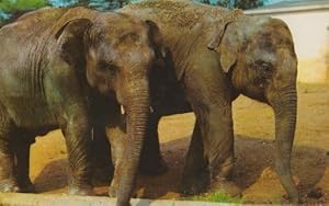 Elephant Elephants Colchester Essex Zoo Rare 1970s Postcard
