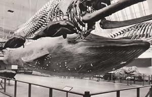 Blue Whale Shark Museum Model 1950s Real Photo Postcard