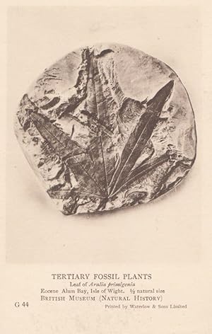 Leaf of Aralia Primigenia Alum Bay Isle Of Wight Plant Fossil Antique Postcard