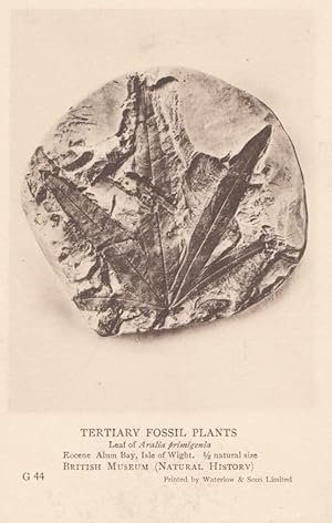 Leaf of Aralia Primigenia Alum Bay Isle Of Wight Plant Fossil Antique Postcard