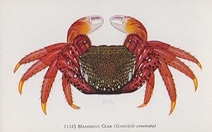 Mangrove Crab Chicago Illinois American Aquarium Antique Fish Postcard