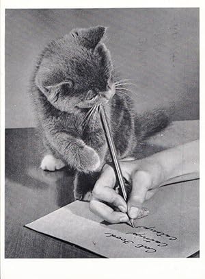 Cat Writing Food Letter For Supermarket Pulling Owners Hand To Write Postcard