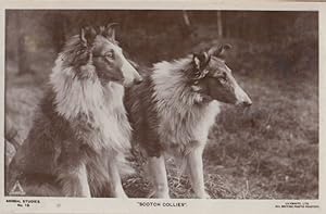 Scotch Collies Dog Real Photo Postcard