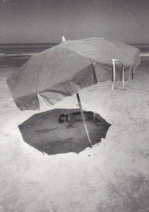 Uruguay Dog Under Umbrella In Shade Parasol Museum Photo Winner Dogs Postcard