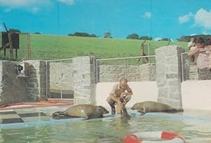 Feeding Time Seals Cornish Seal Sanctuary Postcard