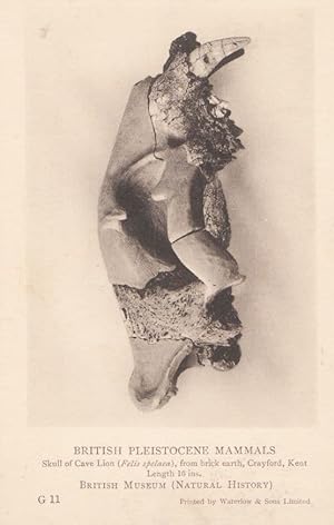 Skull Of Cave Lion Found at Crayford Kent British Museum Antique Postcard