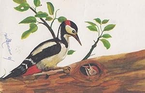 Gli Uccelli Artist Cartoon Drawing Painting Rare Bird Postcard